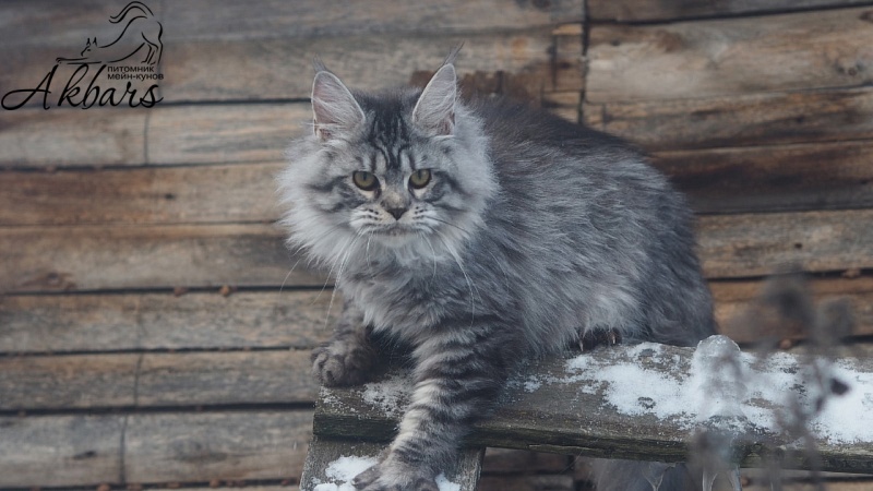 Viola OlginDom - Котенок мейн-кун 5 месяцев