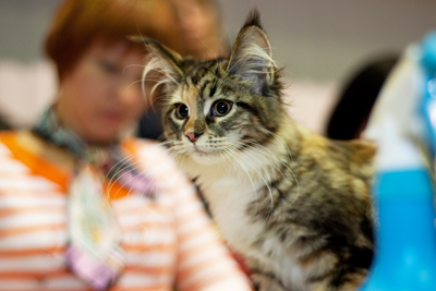 Yoko Don Coon - maine-coon 11/05/2011