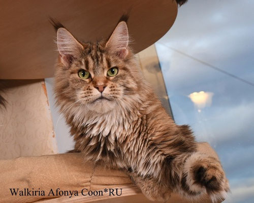 Walkiria Afonya Coon - maine-coon