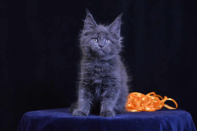 Dallas Akbars - Kitten maine-coon 2 months 0.5 weeks