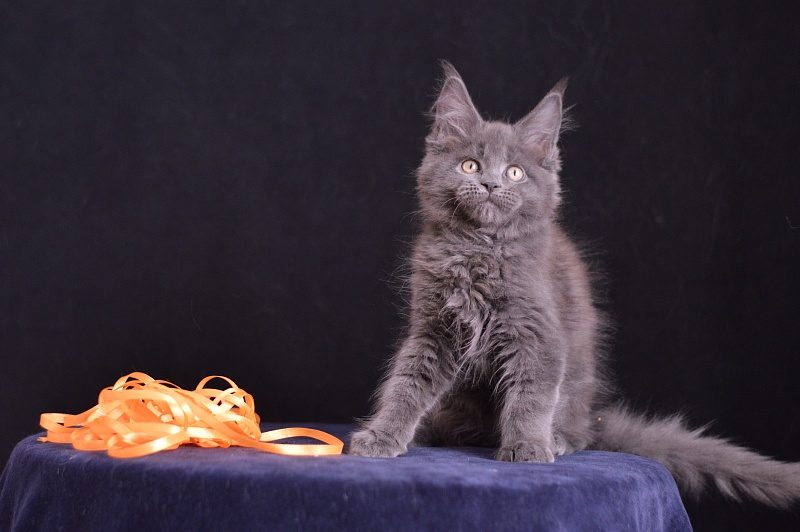 Dallas Akbars - Kitten maine-coon 2 months 3 weeks