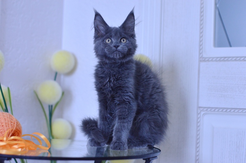 Dallas Akbars - Kitten maine-coon 3 months 1.5 week