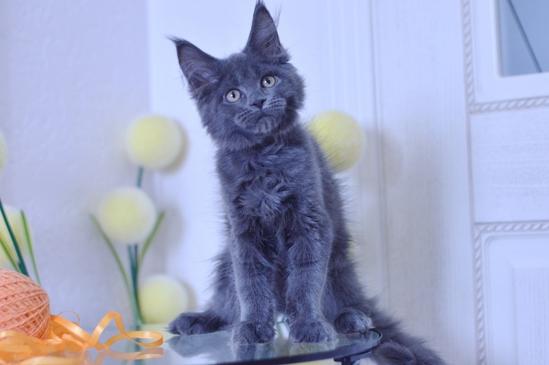 Dallas Akbars - Kitten maine-coon 3 months 1.5 week