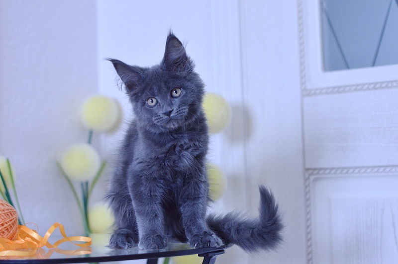 Dallas Akbars - Kitten maine-coon 3 months 1.5 week