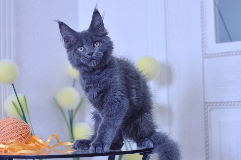 Dallas Akbars - Kitten maine-coon 3 months 1.5 week