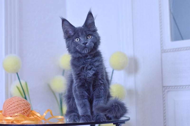 Dallas Akbars - Kitten maine-coon 3 months 1.5 week