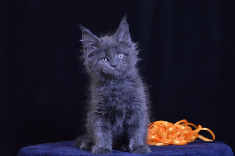 Dallas Akbars - Kitten maine-coon 2 months 0.5 weeks