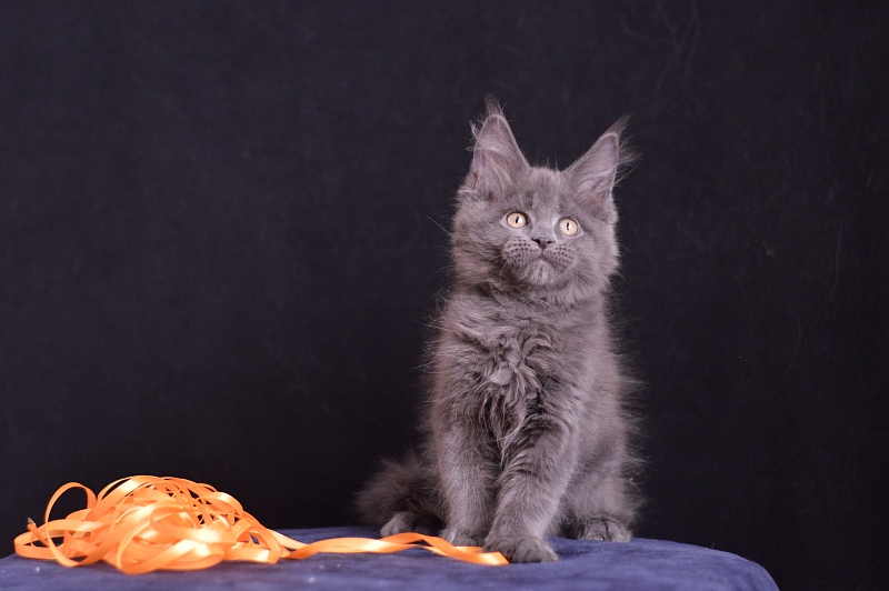 Dallas Akbars - Kitten maine-coon 2 months 3 weeks