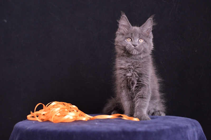 Dallas Akbars - Kitten maine-coon 2 months 3 weeks