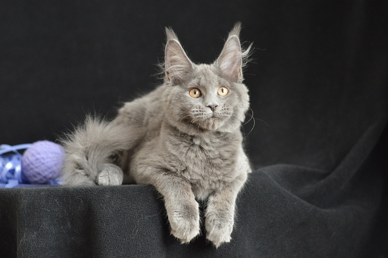 David Akbars - Kitten maine-coon 3 months 2.5 weeks