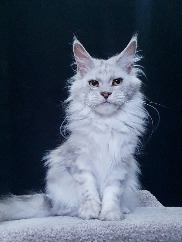 Holly Akbars - Adult maine-coon 1 year 5 months 1.5 week