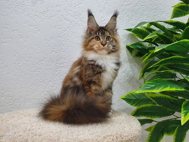 Octavia Akbars - Котенок мейн-кун 5 месяцев