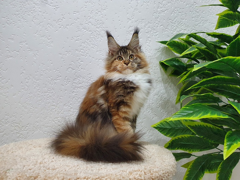 Octavia Akbars - Котенок мейн-кун 5 месяцев