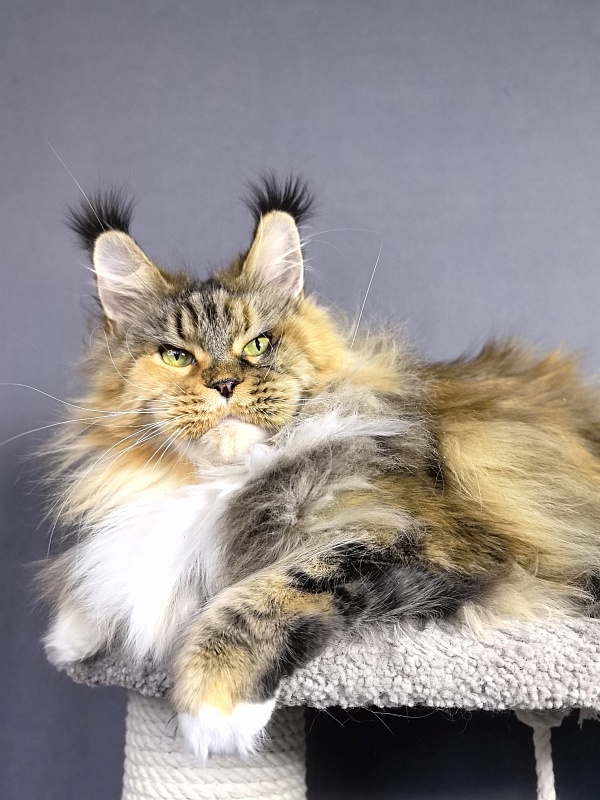 Octavia Akbars - Adult maine-coon 4.5 years 3.5 weeks