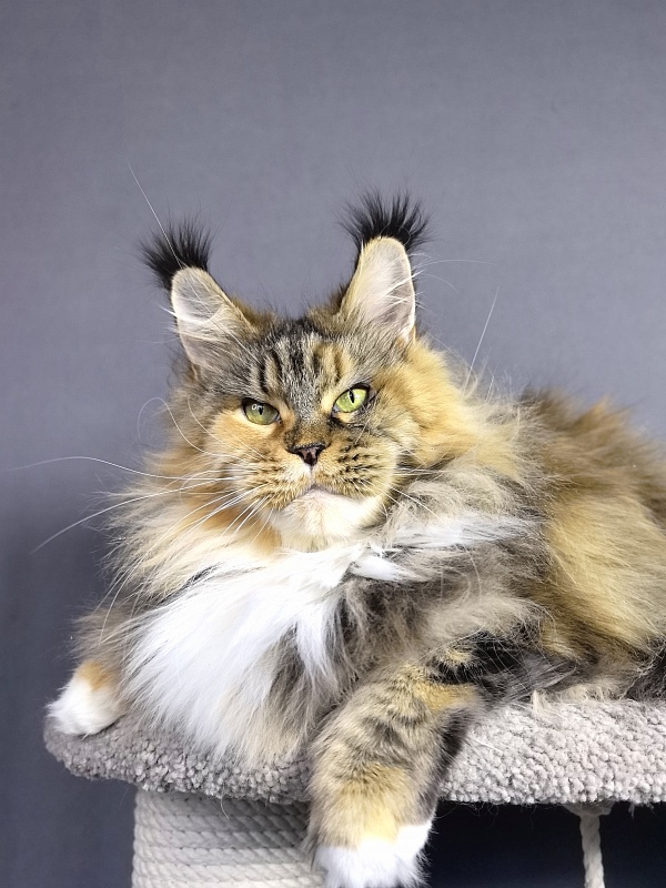 Octavia Akbars - Adult maine-coon 4.5 years 3.5 weeks