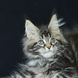 Milly Akbars