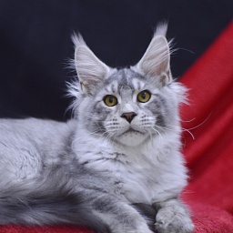 Leroy Akbars