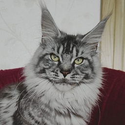 Luna Akbars