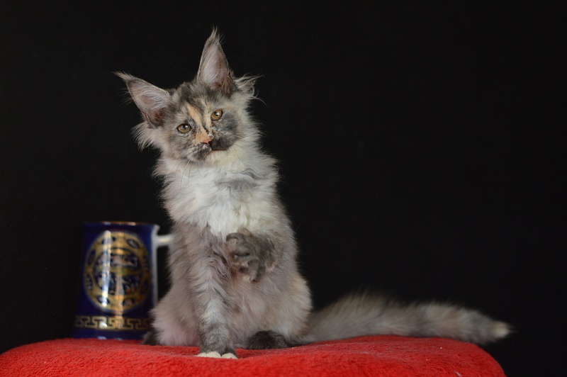 Gamma Akbars - Kitten maine-coon 3 months