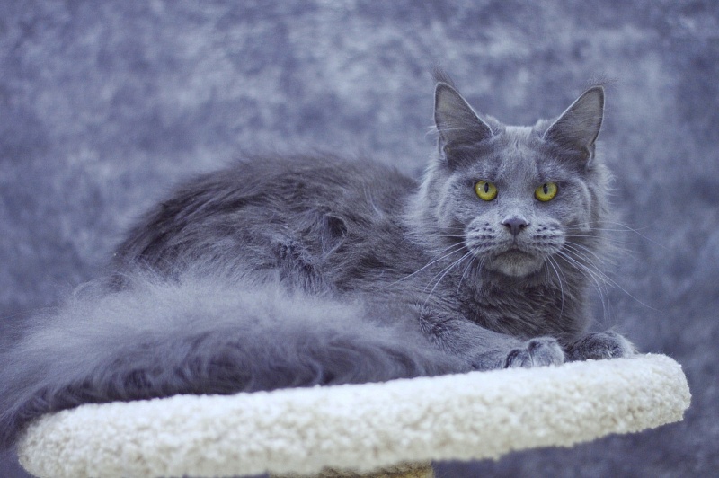 Genny Cat Harbour - Adult maine-coon 10 months 3 weeks