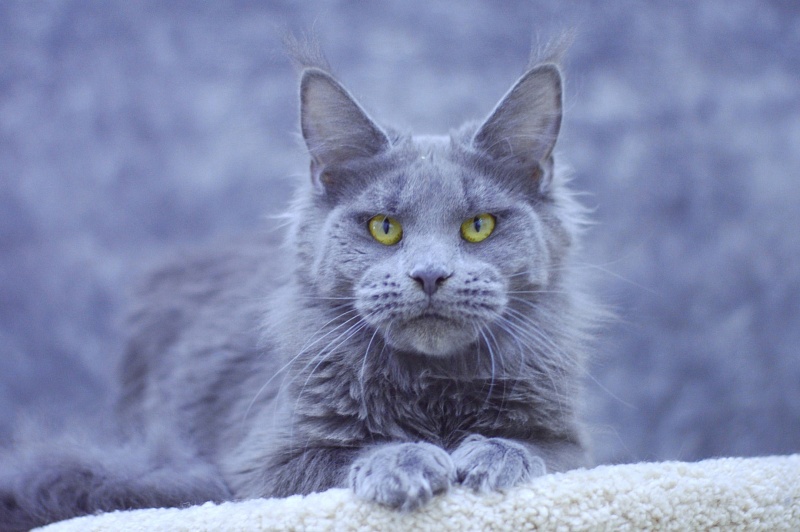 Genny Cat Harbour - Adult maine-coon 10 months 3 weeks