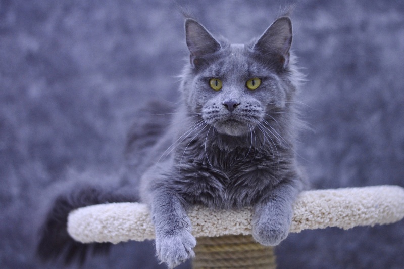 Genny Cat Harbour - Adult maine-coon 10 months 3 weeks