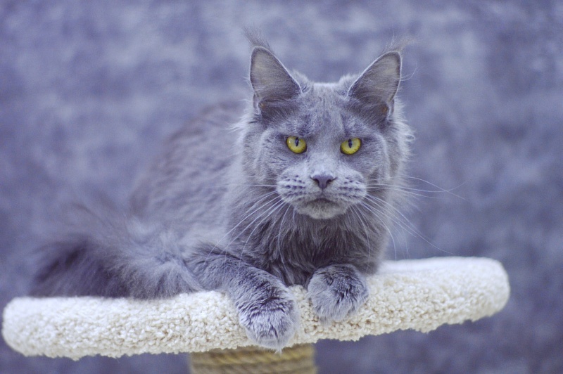 Genny Cat Harbour - Adult maine-coon 10 months 3 weeks
