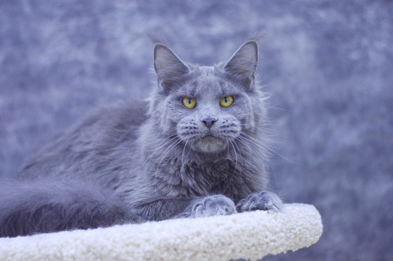 Genny Cat Harbour - Adult maine-coon 10 months 3 weeks