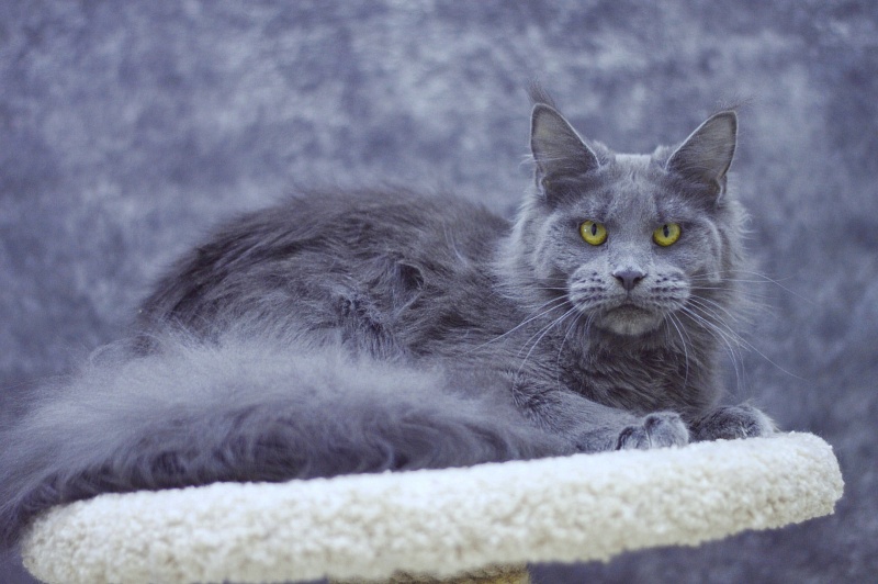 Genny Cat Harbour - Adult maine-coon 10 months 3 weeks