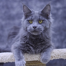 Genny Cat Harbour