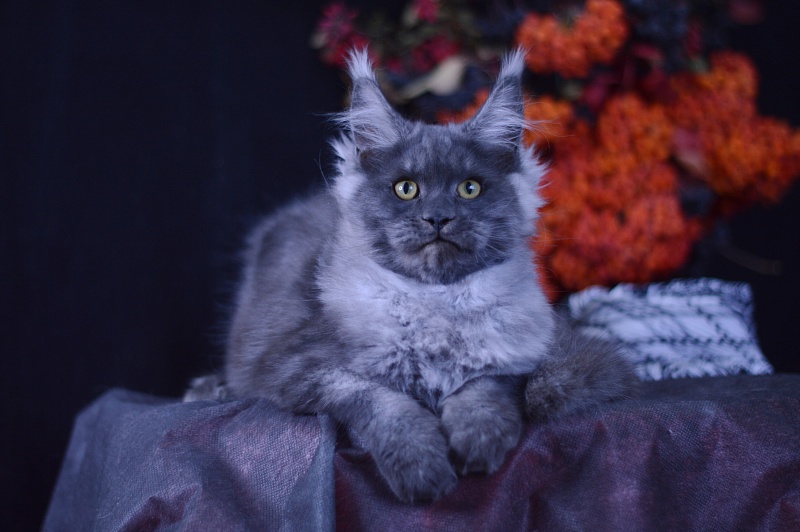 Excel Akbars - Kitten maine-coon 4 months 1 week