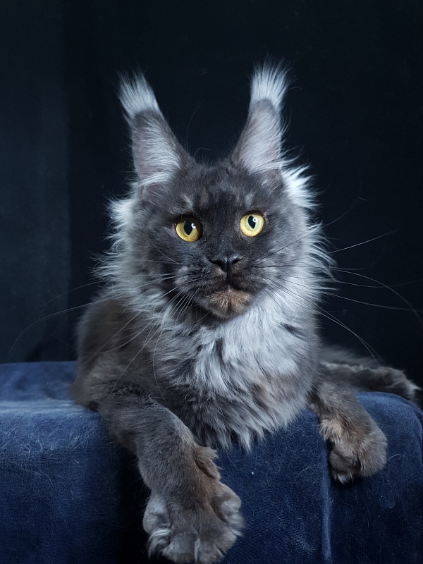 Nessie Akbars - Adult maine-coon 1 year 2 months 4 weeks