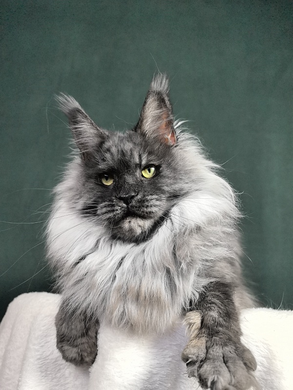Nessie Akbars - Adult maine-coon 4.5 years