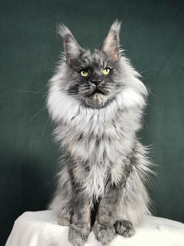 Nessie Akbars - Adult maine-coon 4.5 years