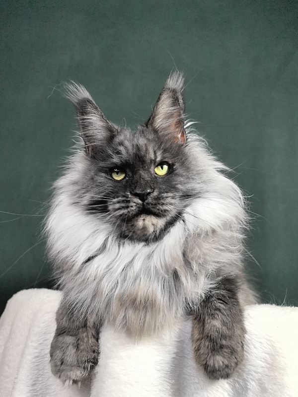 Nessie Akbars - Adult maine-coon 4.5 years
