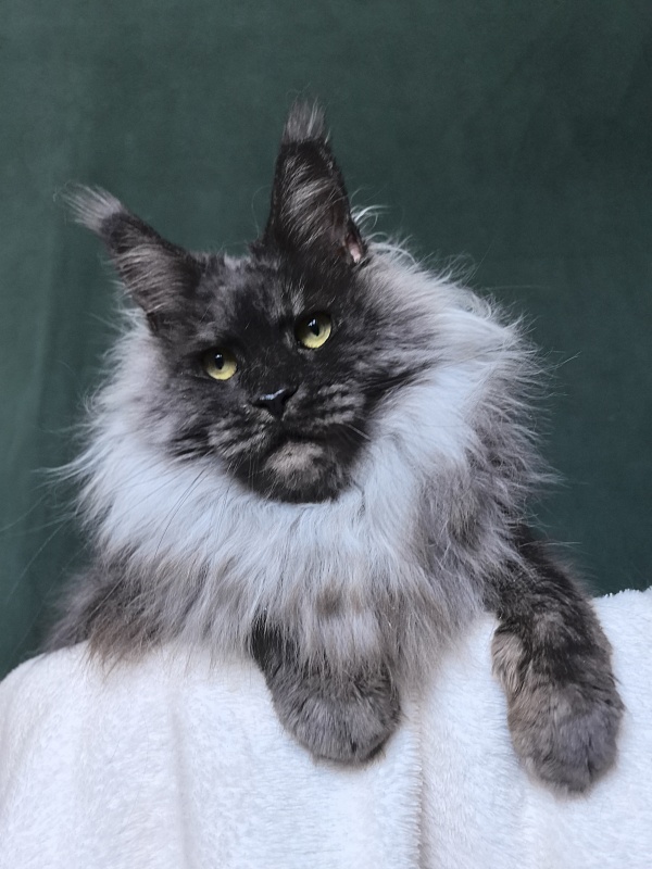 Nessie Akbars - Adult maine-coon 4.5 years