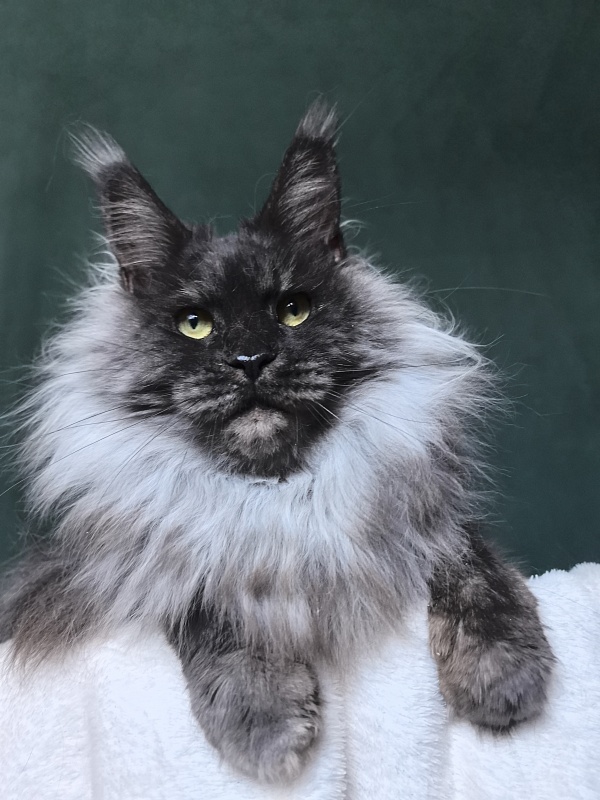 Nessie Akbars - Adult maine-coon 4.5 years