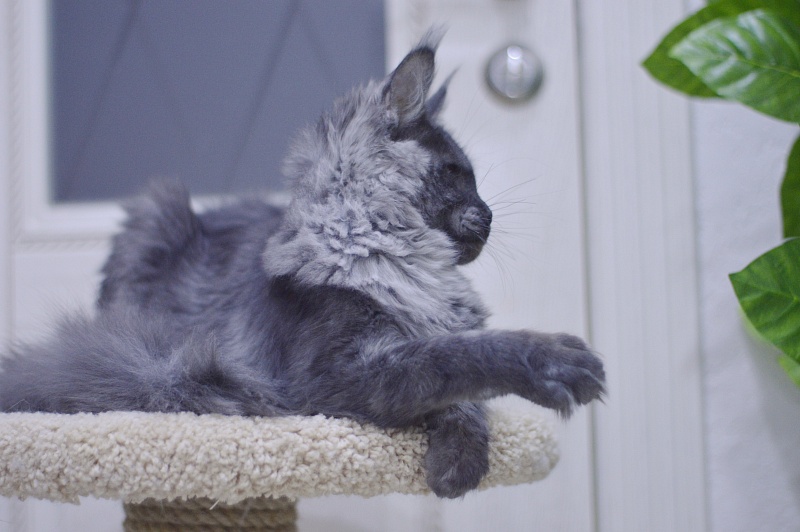 Nessie Akbars - Kitten maine-coon 5 months 1 week