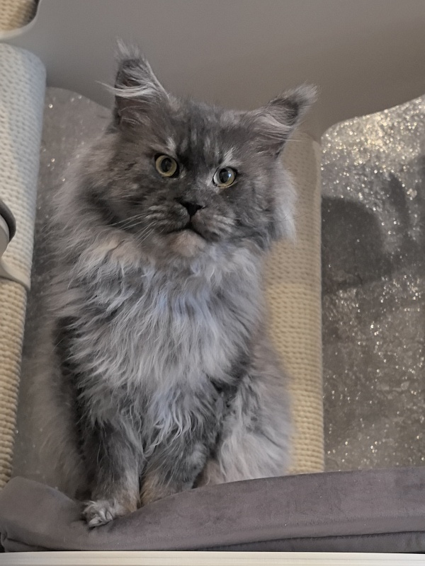 Karakum Floyd - Adult maine-coon 5.5 years 1.5 week