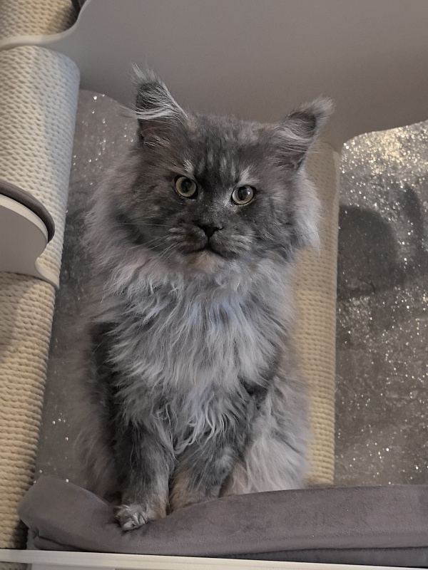 Karakum Floyd - Adult maine-coon 5.5 years 1.5 week