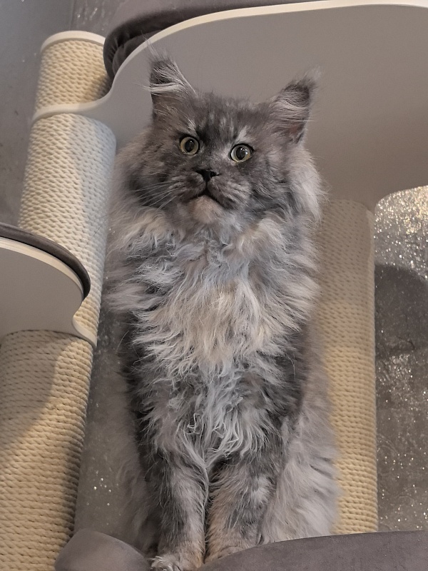 Karakum Floyd - Adult maine-coon 5.5 years 1.5 week