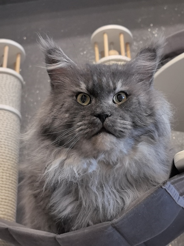 Karakum Floyd - Adult maine-coon 5.5 years 1.5 week