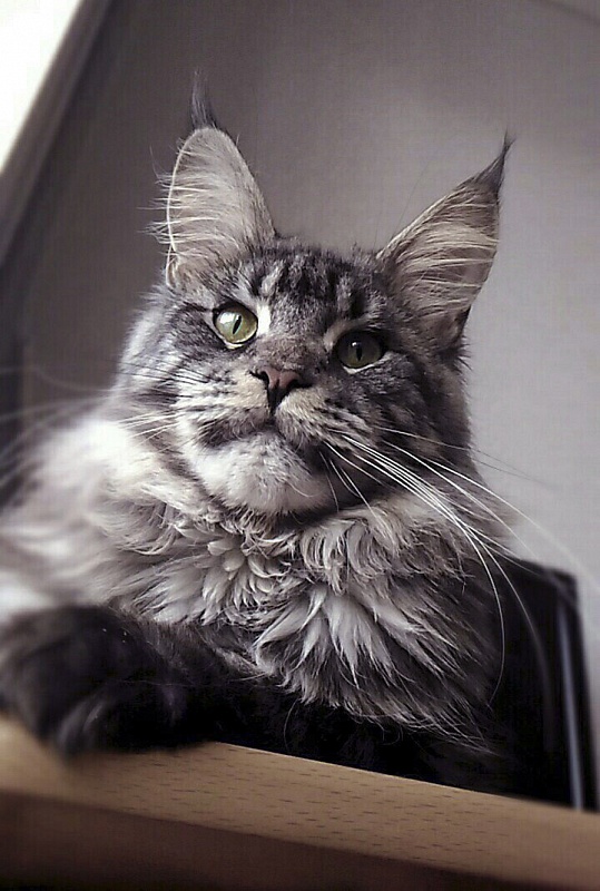 Wildbeautycoon's Zeybelle - мейн-кун