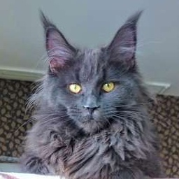 Fridmancat's Jitta