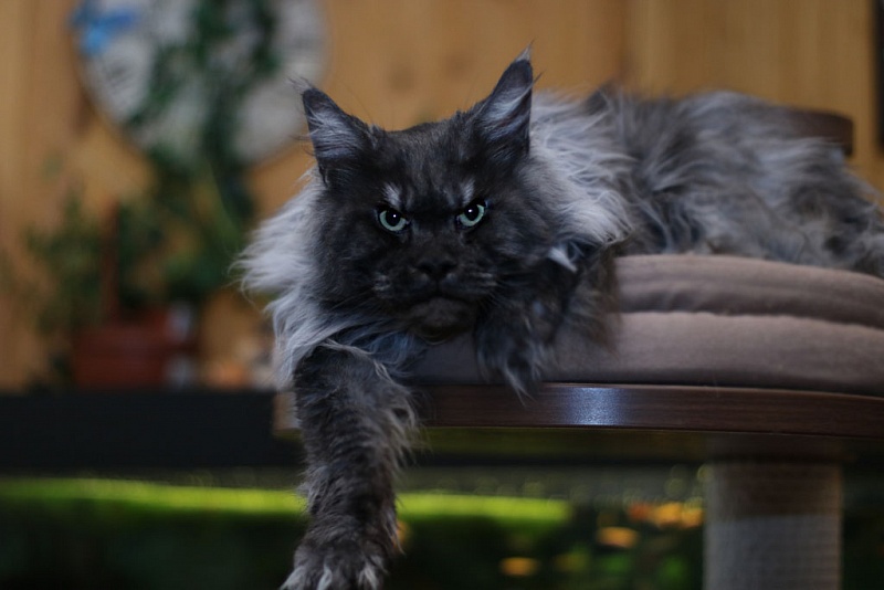 Wildbeautycoon's Renaldo - мейн-кун 11.01.2019