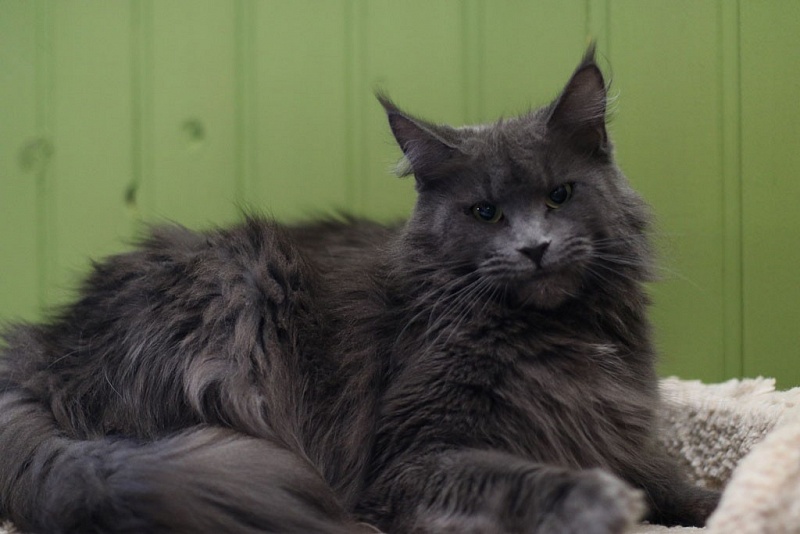 Mynicecat Betty - maine-coon 04/11/2020
