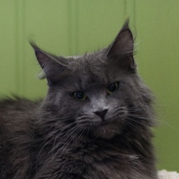 Mynicecat Betty