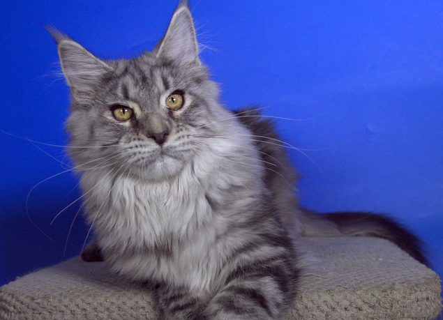 StarArk Eseniya - maine-coon