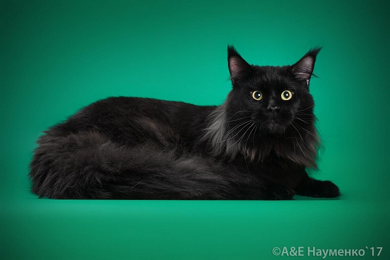 Academy's Elister - maine-coon
