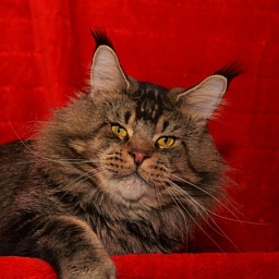 Sultan Femelicoon